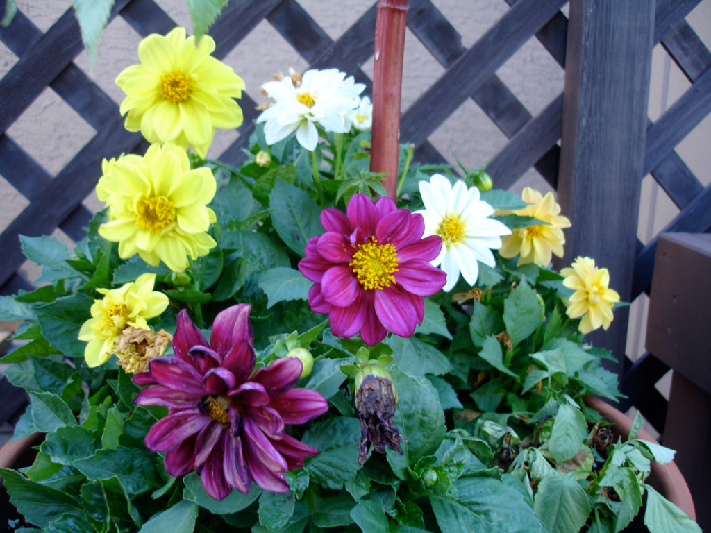 How to Grow Dahlias in Containers?