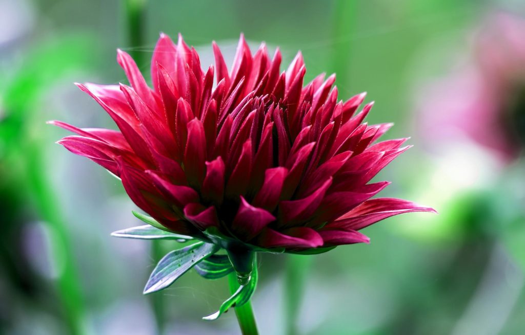 Growing and caring for dahlias