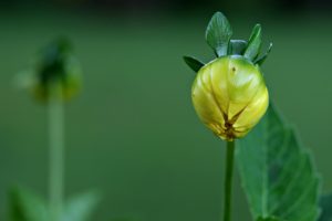 Why dahlias are not blooming