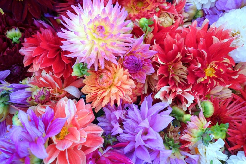 How to choose the right dahlias for your garden