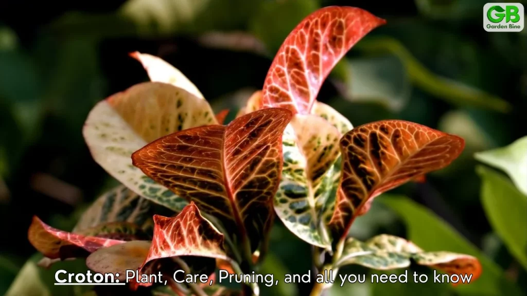 Croton: Plant, Care, Pruning, and all you need to know