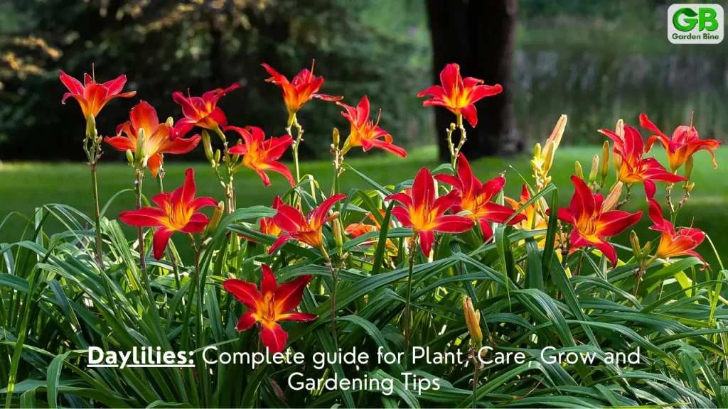 Daylilies: Complete guide for Plant, Care, Grow and Gardening Tips