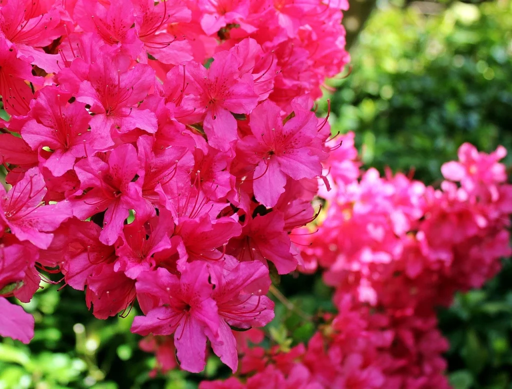 About Rhododendrons and Azaleas