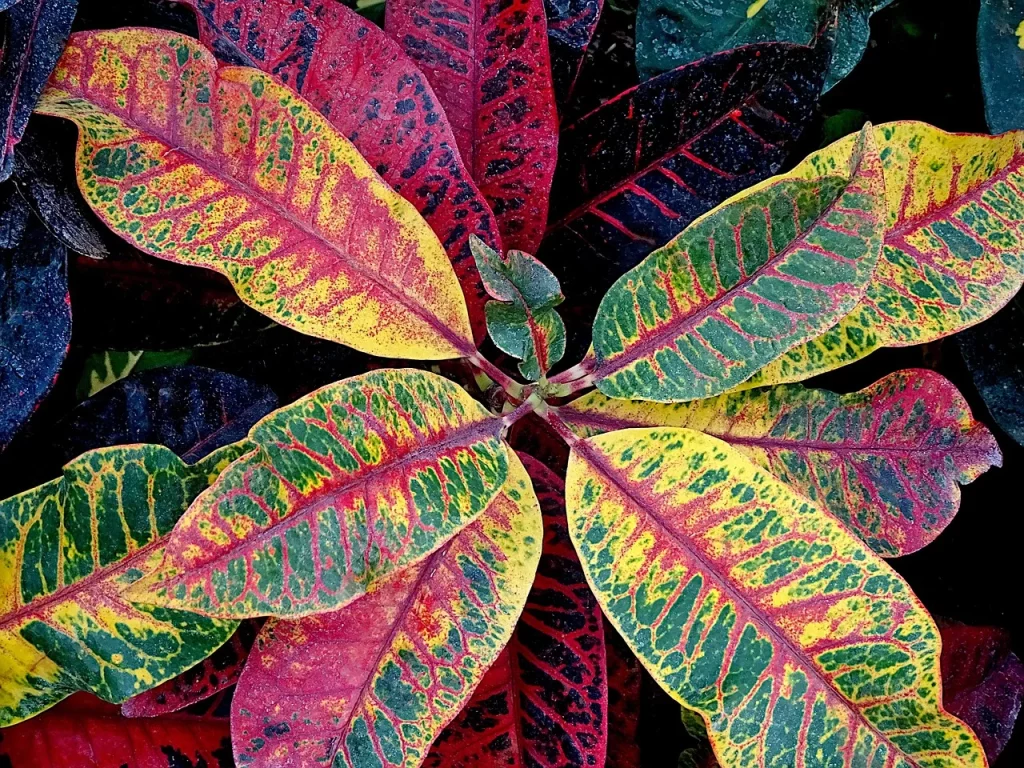 Why is the Croton plant popular and what are its benefits?