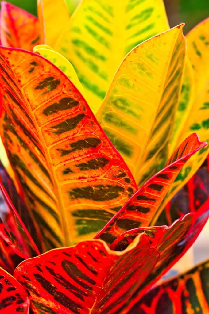 How to care for croton plants
