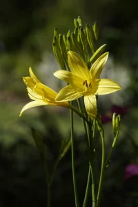 Growing Daylilies in Pots (Potting and Repotting)