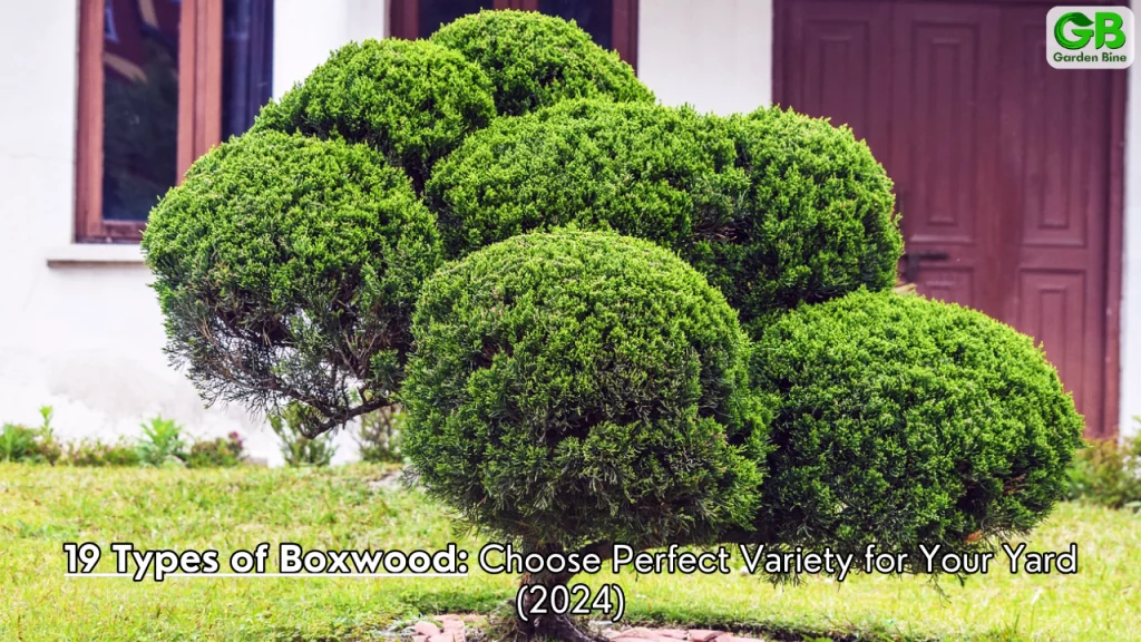 19 Types of Boxwood: Choose Perfect Variety for Your Yard (2024)