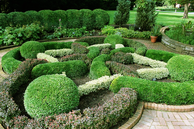 What are the Uses of Boxwood Shrubs?