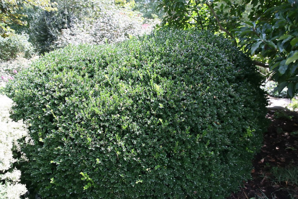 Vardar Valley Boxwood (Buxus sempervirens ‘Vardar Valley’)