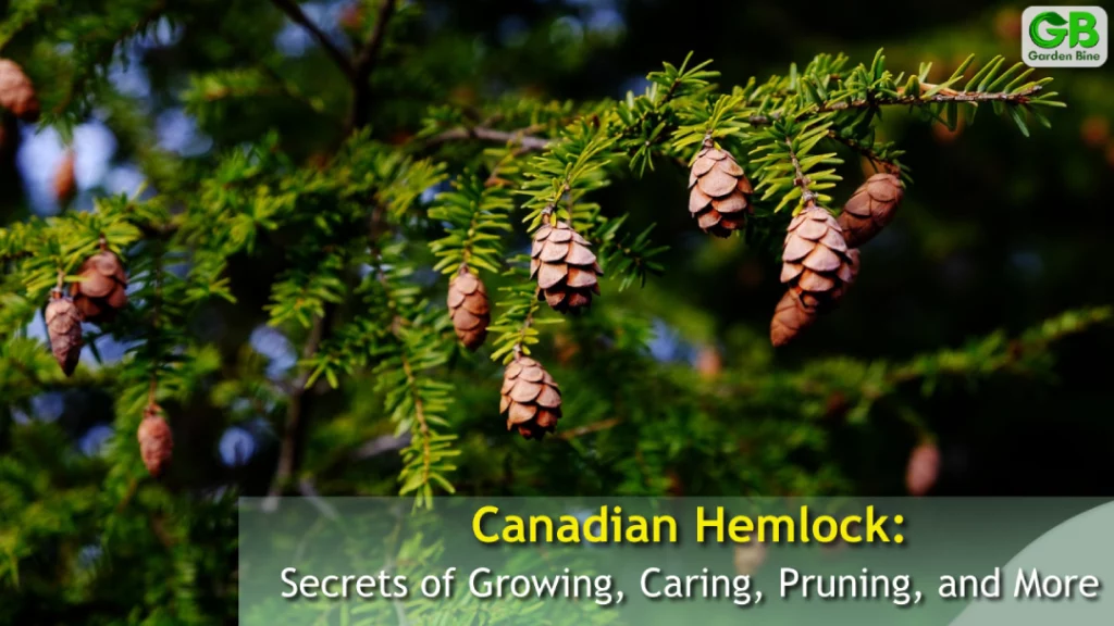 Canadian Hemlock: Secrets of Growing, Caring, Pruning, and More