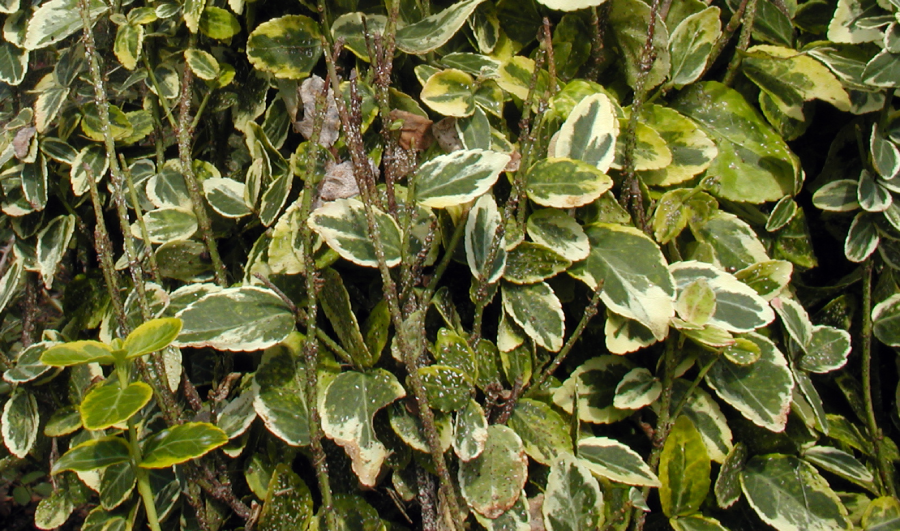Euonymus Scale