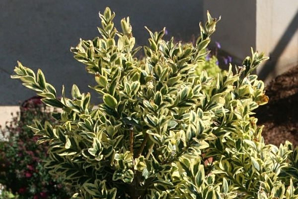 Variegated Boxwood (Buxus sempervirens ‘Variegata’)