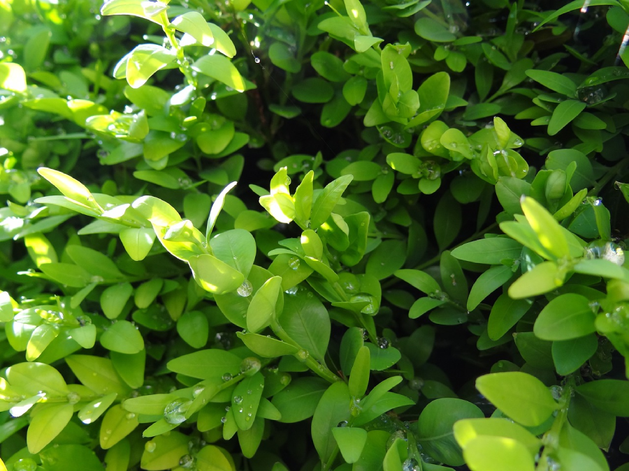 Buxus sinica var. insularis ‘Wintergreen’