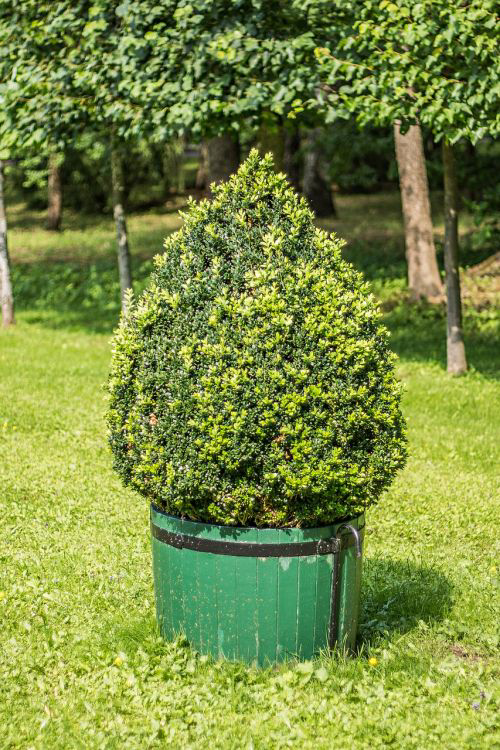 What is a Boxwood Shrub?