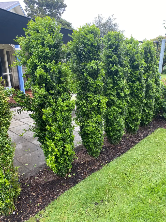 https://leafland.co.nz/trees/buxus-sempervirens-graham-blandy/