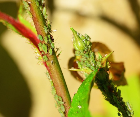 Pests and Diseases of Blue Arrow Juniper: Aphids