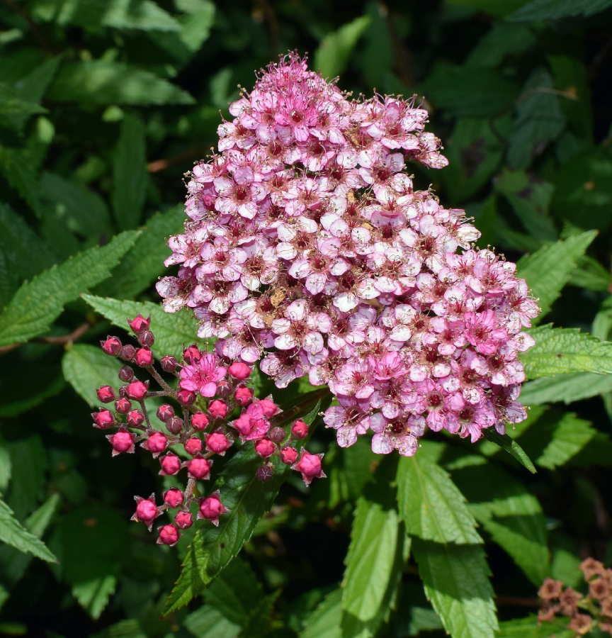 Planting Spirea (Spirea 101: Ultimate Guide to Planting, Growing, Pruning and More)
